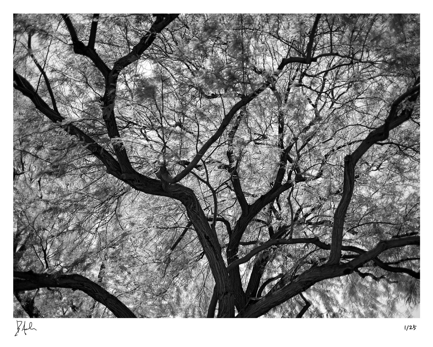 Árbol, Palm Springs